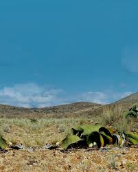 Image result for Oldfieldia dactylophylla