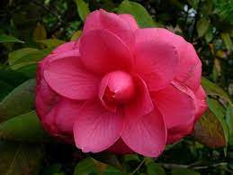 Stop and smell the flowers white ribbon. List Of State Flowers For All 50 States Flowers List Of Flowers State Birds