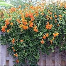 Image result for Pseudogynoxys