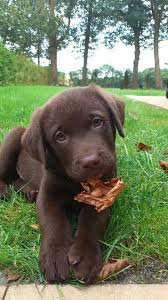 Leaf What Leaf Cute Dogs Puppies Cute Baby Animals
