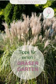 Finden sie die passenden pflanzen für ihren garten. Ziergraser Fur Den Garten Winterharte Graser Winterharte Pflanzen Garten Graser Im Garten