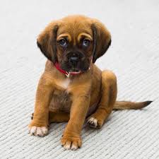 L'autre type indique nos obligations: 10 Choses Communes Qui Peuvent Tuer Votre Chien