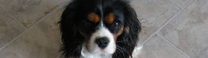 Or advertise your cavalier king charles spaniel puppies for free. Cavalier King Charles Spaniel Club Of Canada