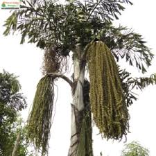 Image result for Caryota urens