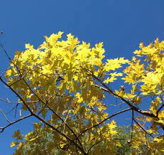 Yellowing leaves in deciduous trees. How To Combat Yellowing Leaves On Your Landscape Trees