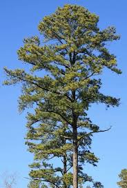 Types of trees in tennessee. 5 Common Kinds Of Pine Trees In Tennessee Progardentips