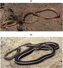 California striped racer (coluber lateralis lateralis) a long, thin snake that is mostly black with a single yellow stripe on each side. Image Of A Coachwhip Above And Image Of A Striped Racer Below Download Scientific Diagram