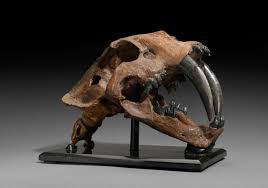 Bonhams : Peerless Saber-tooth Cat Skull, with Spear Point ...