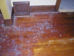 Screening Hardwood Floors Recoating Hardwood Floors Mn Hardwood Floors Flooring Refinishing Floors