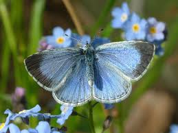 Image result for Celastrina argiolus