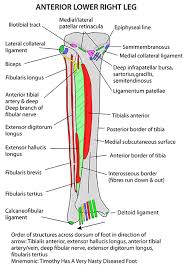 It happens most often in the curve of the low back and the base of the neck. Instant Anatomy Lower Limb Areas Organs Lower Leg Anterior Muscles