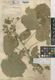 Image result for Abutilon guineense