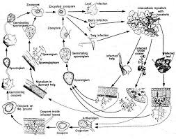 Image result for peronospora grapevine