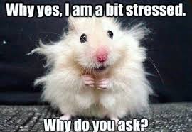 29 Of The Cutest Hamster Memes We Could Find Cute Hamsters Funny Rabbit Funny Hamsters