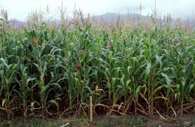 Image result for Zea mays