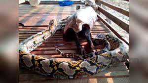 Found 1 sentences matching phrase ular sawah.found in 0 ms. Ular Sawa 50 Kilogram Ditangkap Mykmu Net