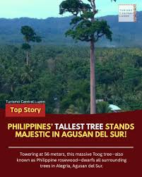 Image result for Petersianthus