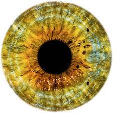 Hjr Yellow Eye Png Liked On Polyvore Featuring Eyes Bodies And Filler Eye Drawing Eyes Clipart Eye Texture