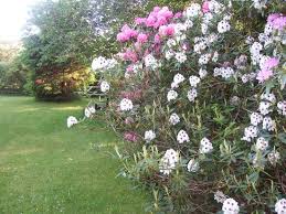 Yew tree farm, once owned by beatrix potter. Flowers In Yew Tree Farm Garden Picture Of Yew Tree Farm New Milton Tripadvisor
