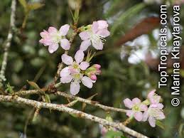 Image result for Prunus cerasoides