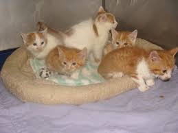 Brown and white kitten (chelsea). Mystery Of The Orange And White Kittens Of New Ulm Minnesota Life With Cats