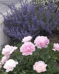 Ein garten ohne blumen und pflanzen ist sicher nicht denkbar, doch wir sollten uns schon einmal darüber gedanken machen, wie wir grün und blüten in der gartengestaltung einsetzen können. Garten Blumen Fruhling Innsbruckaustria Sommer Gartengestaltung Gartengestaltung Garten Blumen