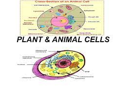 Check spelling or type a new query. Plant Animal Cells The Cell Theory All Living Things Are Composed Of Cells Cells Are The Basic Unit Of Structure And Function In Living Organisms Ppt Download