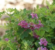 Image result for Indigofera adenoides