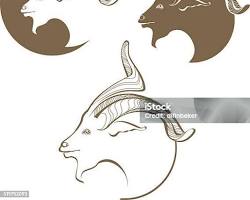 Gambar Kepala kambing simbol budaya Gambar kepala kambing asli oleh pawon 24 jam