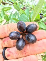 Image result for Cleistochlamys