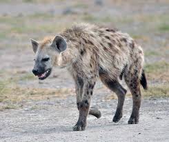 The free coloring sheets can be used by educators or simply by children who love hyenas. Pre K Dinosaur Coloring Pages Animals Hyena Pet Birds