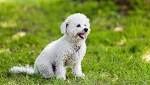Bichon Frises for Sale in Woodbridge, VA | Dogs on Oodle ...