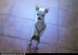 Dancing Dog Gifs Get The Best Gif On Giphy Happy Dog Dance Gifs Tenor Dog Dancing Gifs Get The Best Gif Chihuahua Funny Dancing Animals Funny Dog Pictures Dancing dog gif collection of 25 free cliparts and images with a transparent background. dancing dog gifs get the best gif on