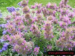 Bee Balm Bee Balm Annual Plants Bee Balm Flower