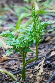 Image result for Ophioglossaceae