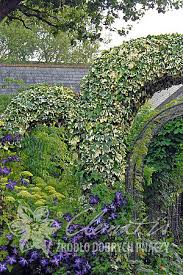 Родина — африка, юг азии, юг европы, крым. Enzyklopadie Clematis Zrodlo Dobrych Pnaczy