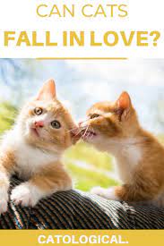 Can Cats Fall In Love With Other Cats Or Even You Cat Behavior Cat Facts Cats