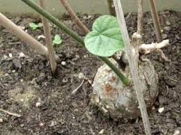 Image result for Chasmanthera dependens