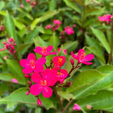 Image result for Jatropha scaposa