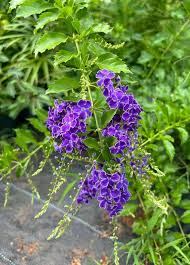 Image result for Duranta erecta