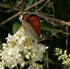 Image result for Komule střídavolisté