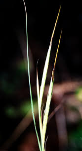 Image result for Andropogon fastigiatus