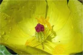 Image result for Argemone mexicana