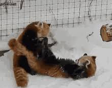 Panda accused of faking pregnancy. Cute Red Panda Gifs Tenor