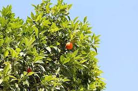 When compared to the young, vigorously growing tree. Tangerine Mandarins Fruit Trees Southern Plants Fruit Nature Evergreen Tree Citrus Rutaceae Pikist