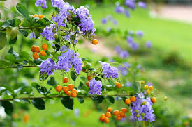 Full grown duranta sapphire showers tree. Duranta Sapphire Showers Archives Diana S Designs Austin