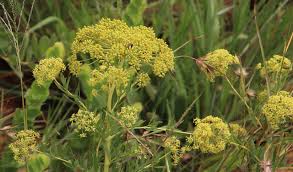 Image result for Heteromorpha involucrata