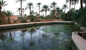 Image result for Pycreus fluminalis