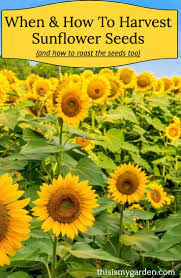 How When To Pick Sunflower Seeds Sunflower Seedlings Harvesting Sunflower Seeds Sunflower Seeds