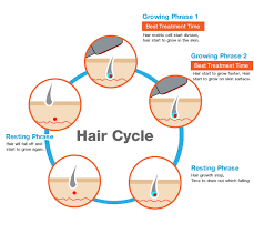 The actively growing (anagen) phase, the transitional (catagen) phase and the resting (telogen) phase. Complete Human Hair Cycle Ak Clinics